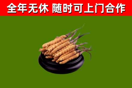 香格里拉回收冬虫夏草