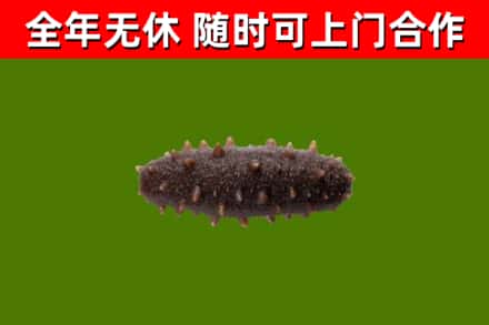 香格里拉回收海参干